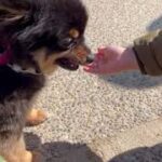 犬の幼稚園 こきりちゃんとトレーニング