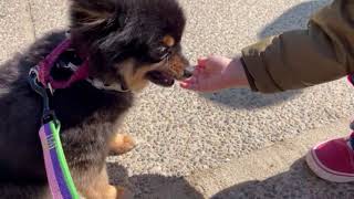 犬の幼稚園 こきりちゃんとトレーニング