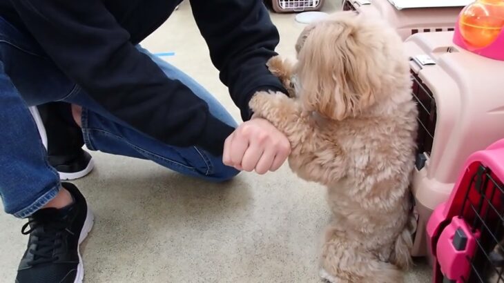 犬の幼稚園 ペペちゃんとトレーニング