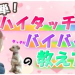 【犬の芸】「 バイバイ」と「ハイタッチ」の教え方♡お手が出来る子なら超簡単！