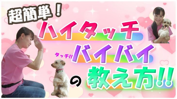 【犬の芸】「 バイバイ」と「ハイタッチ」の教え方♡お手が出来る子なら超簡単！