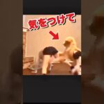 犬のしつけはちゃんとしましょう #おもしろ動物動画 #マウンティング #去勢