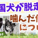 四国犬の脱走・咬傷事件：防ぐにはどうしたらイイ？