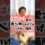 【実はダメ】愛犬に食べ物をあげてはいけない場所 #犬 #犬のしつけ #犬のいる暮らし