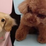 犬の幼稚園 凜ちゃん＆ひなたくんとトレーニング