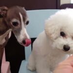 犬の幼稚園 れもんちゃん＆ロージーちゃんとトレーニング