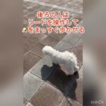 引っ張り癖を複数人で解決！#犬 #散歩 #しつけ