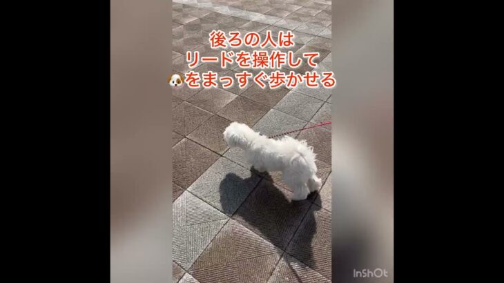 引っ張り癖を複数人で解決！#犬 #散歩 #しつけ