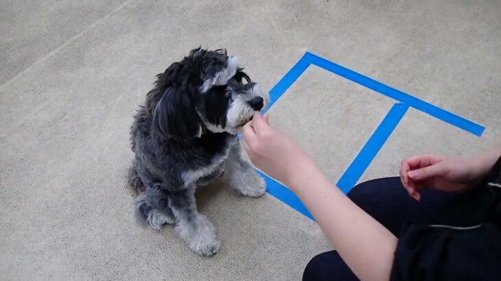 犬の幼稚園 アオくんとトレーニング