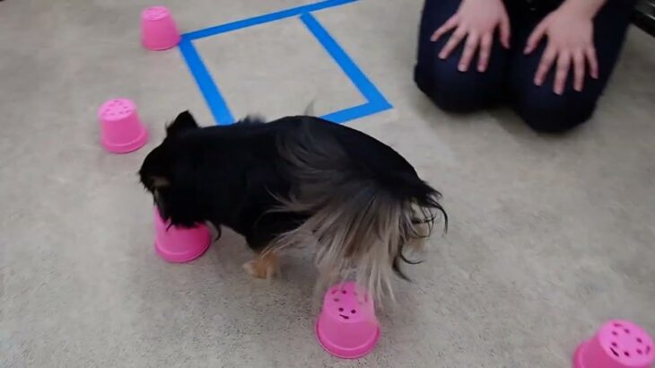 犬の幼稚園 ショコラくんとトレーニング