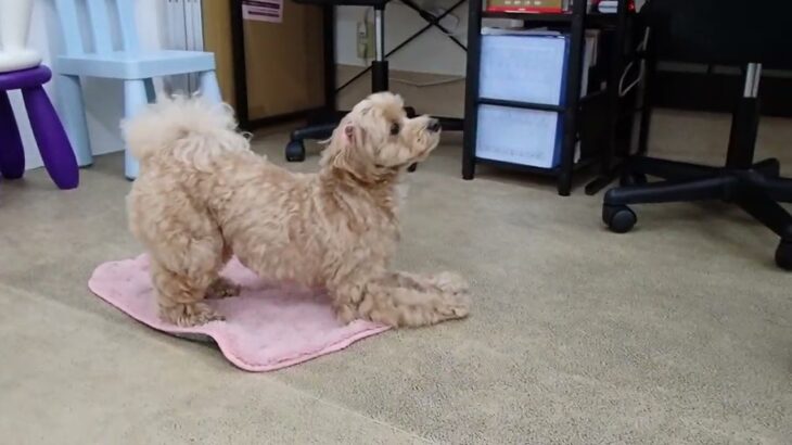 犬の幼稚園 ベルくんとトレーニング