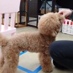 犬の幼稚園 たろうくんとトレーニング