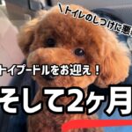 【犬🐶トイレのしつけ】困った…どうしても前足が出る！【初めて犬を飼う】