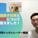 高齢犬の歯磨きと分離不安についてのご質問にお答えしました！