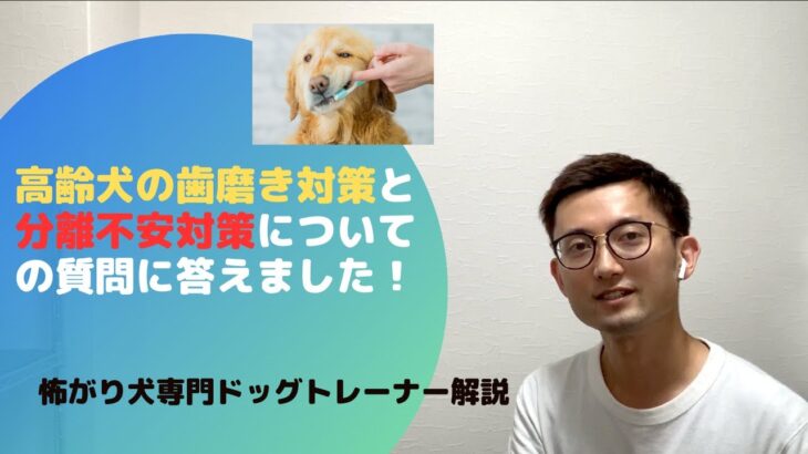 高齢犬の歯磨きと分離不安についてのご質問にお答えしました！