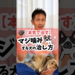 【本気で直す】マジ噛みする犬の直し方 #犬 #犬のしつけ #ドッグトレーニング