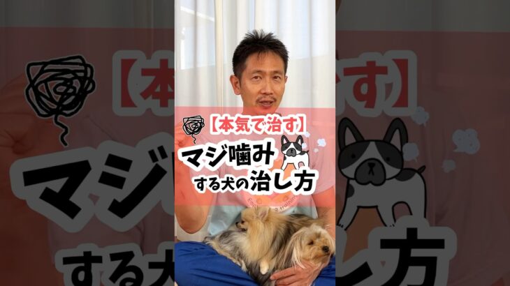 【本気で直す】マジ噛みする犬の直し方 #犬 #犬のしつけ #ドッグトレーニング