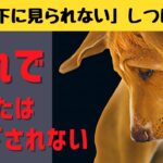 「犬に下に見られない」しつけの方法