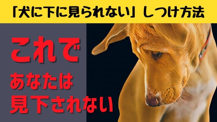 「犬に下に見られない」しつけの方法