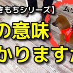 【犬 吠え しつけ】この意味がわかりますか？犬同士のトラブル回避!犬のしつけエマチャンネル【犬のしつけ＠横浜】