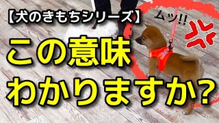 【犬 吠え しつけ】この意味がわかりますか？犬同士のトラブル回避!犬のしつけエマチャンネル【犬のしつけ＠横浜】