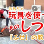 【ふせの教え方】おもちゃを使った犬のしつけ【パンク町田が教える】