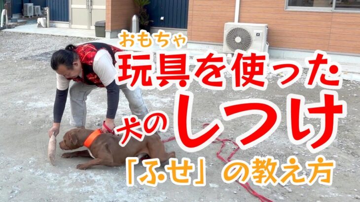 【ふせの教え方】おもちゃを使った犬のしつけ【パンク町田が教える】