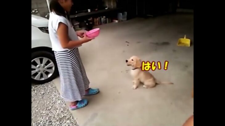 【切り抜き】生後３か月で躾をどんどん理解して覚える。天才犬。