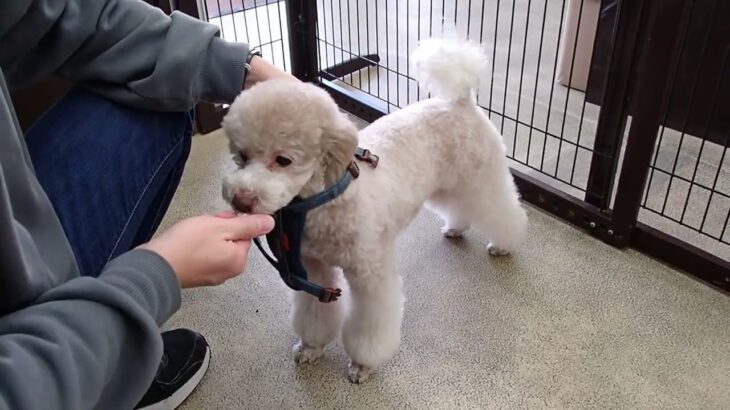 犬の幼稚園 ハニちゃんとトレーニング