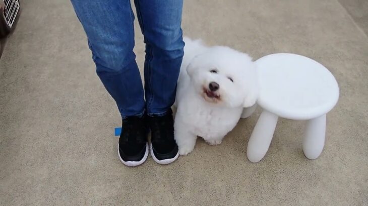 犬の幼稚園 ランディくんとトレーニング