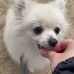 犬の幼稚園 ユパくんとトレーニング