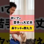 おいで、が苦手でも大丈夫！【鼻タッチ】の教え方 #犬 #犬のしつけ #おいで