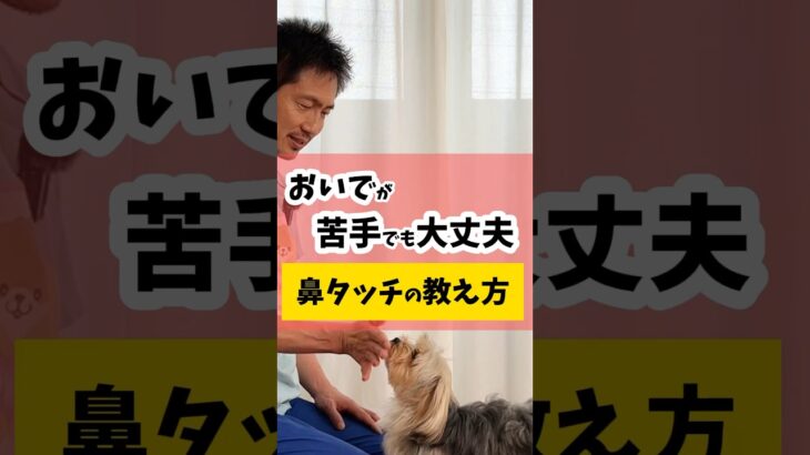 おいで、が苦手でも大丈夫！【鼻タッチ】の教え方 #犬 #犬のしつけ #おいで