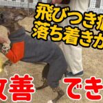 【犬しつけ】人に飛びついてしまう、お散歩で興奮するお悩み相談！拾い食い、オスワリの教え方！【ウィペット】【飛びつき】【お座り】