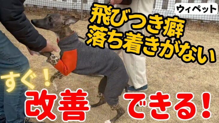 【犬しつけ】人に飛びついてしまう、お散歩で興奮するお悩み相談！拾い食い、オスワリの教え方！【ウィペット】【飛びつき】【お座り】