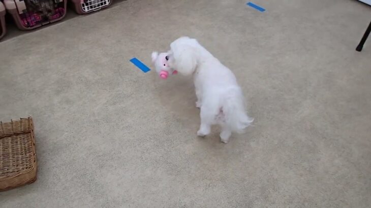 犬の幼稚園 華ちゃんとトレーニング