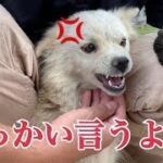 犬社会の厳しさを教えるために、驚きの「しつけ」をほどこす優しい母野良犬！【野良犬保護活動💖】