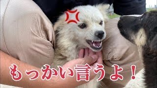 犬社会の厳しさを教えるために、驚きの「しつけ」をほどこす優しい母野良犬！【野良犬保護活動💖】