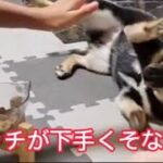 タッチが下手くそな豆柴ごまちゃん#豆柴#柴犬#黒柴#問題犬#しつけ訓練中#犬おもしろ動画#しばすたぐらむ#黒柴好きな人と繋がりたい#豆柴のいる暮らし