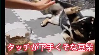 タッチが下手くそな豆柴ごまちゃん#豆柴#柴犬#黒柴#問題犬#しつけ訓練中#犬おもしろ動画#しばすたぐらむ#黒柴好きな人と繋がりたい#豆柴のいる暮らし