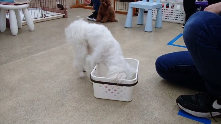 犬の幼稚園 源くんとトレーニング