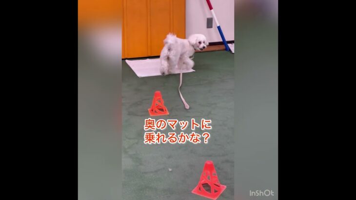 乗ったり入ったり#犬 #しつけ #トレーニング