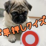 【ゆげの挑戦】犬が早押しクイズ出来るってほんと！？