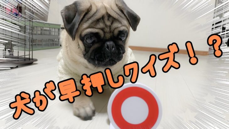 【ゆげの挑戦】犬が早押しクイズ出来るってほんと！？