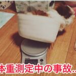 シーズーパピー体重測定#シーズー#パピー犬#可愛い動画#イヌのしつけ#ドッグライフ