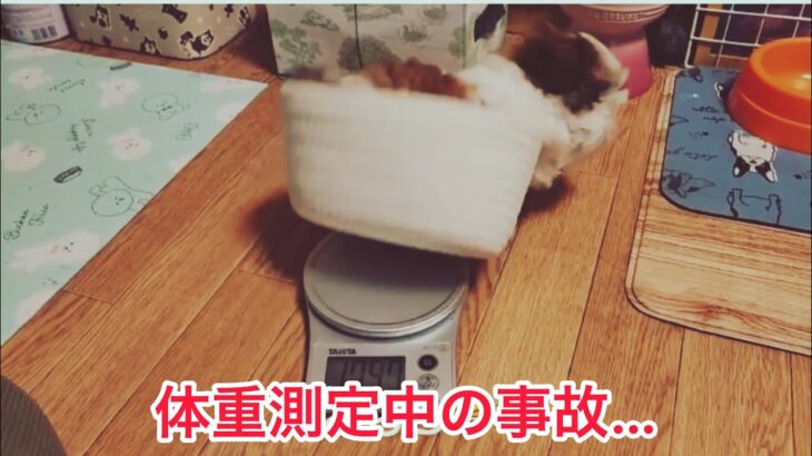 シーズーパピー体重測定#シーズー#パピー犬#可愛い動画#イヌのしつけ#ドッグライフ