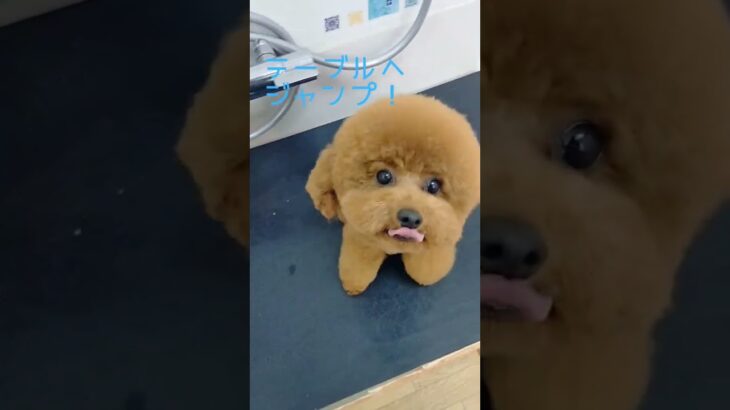 楽しいトリミング#子犬 #しつけ方 #しつけ #トリミング