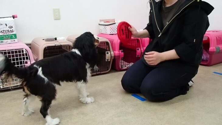 犬の幼稚園 トイちゃんとトレーニング