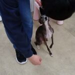 犬の幼稚園 れもんちゃんとトレーニング