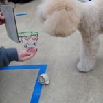 犬の幼稚園 レオくんとトレーニング